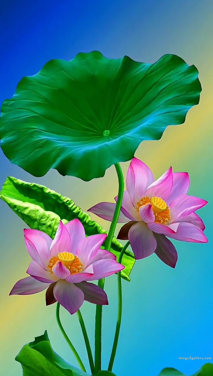 700+ Cute Flower Wallpaper Free Download | Beautiful Flowers Wallpapers for Mobile | 314 lotus flower wallpaper hd 1080p -(3)