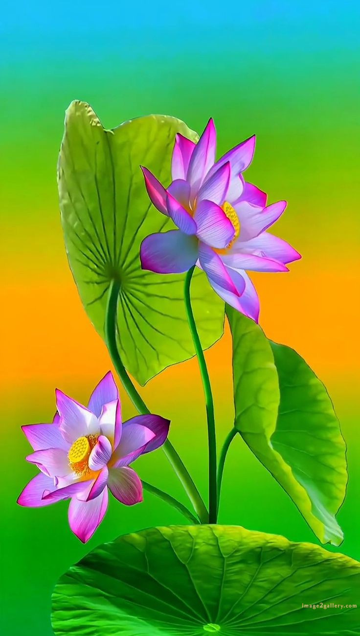 700+ Cute Flower Wallpaper Free Download | Beautiful Flowers Wallpapers for Mobile | 316 lotus flower wallpaper hd 1080p -(4)