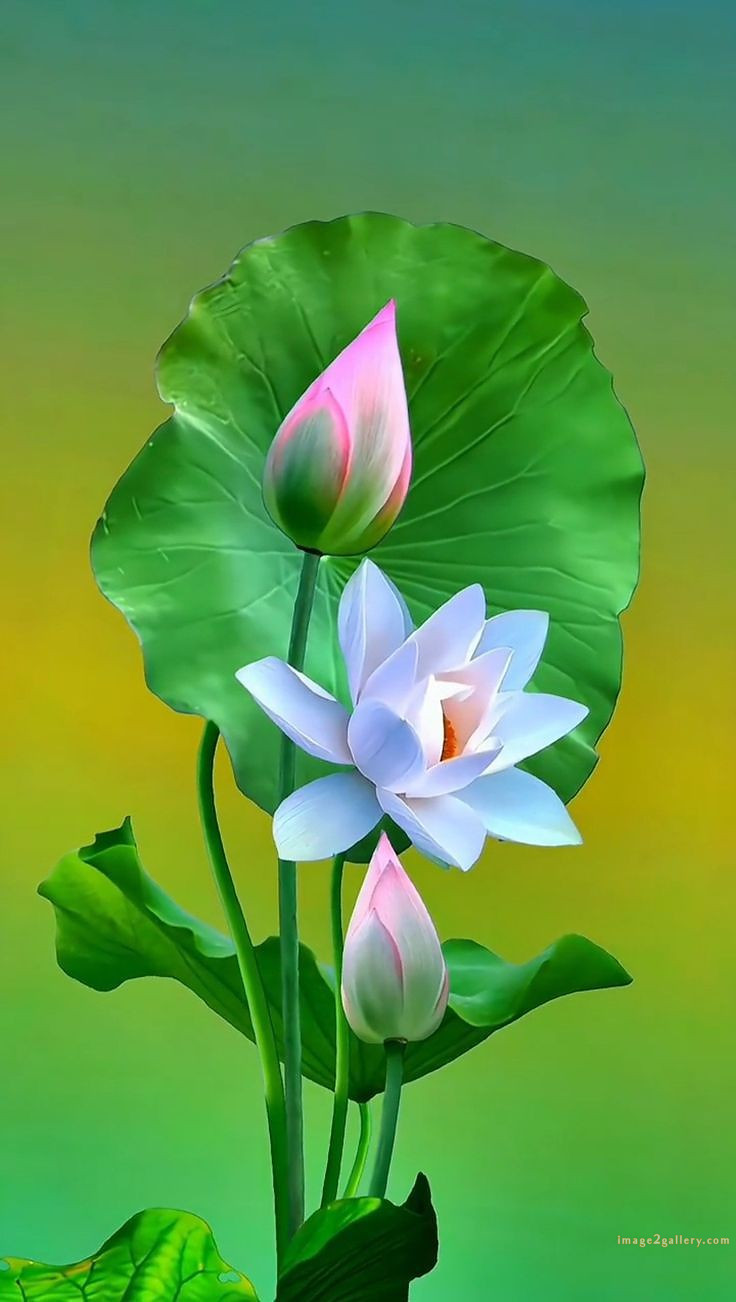 700+ Cute Flower Wallpaper Free Download | Beautiful Flowers Wallpapers for Mobile | 318 lotus flower wallpaper hd 1080p -(7)