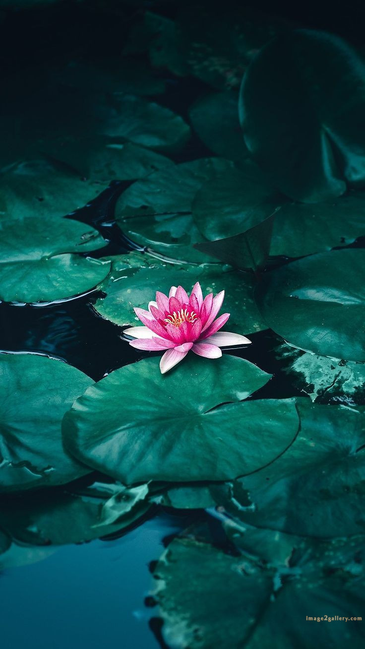 700+ Cute Flower Wallpaper Free Download | Beautiful Flowers Wallpapers for Mobile | 368 lotus flower wallpaper hd 1080p -(9)
