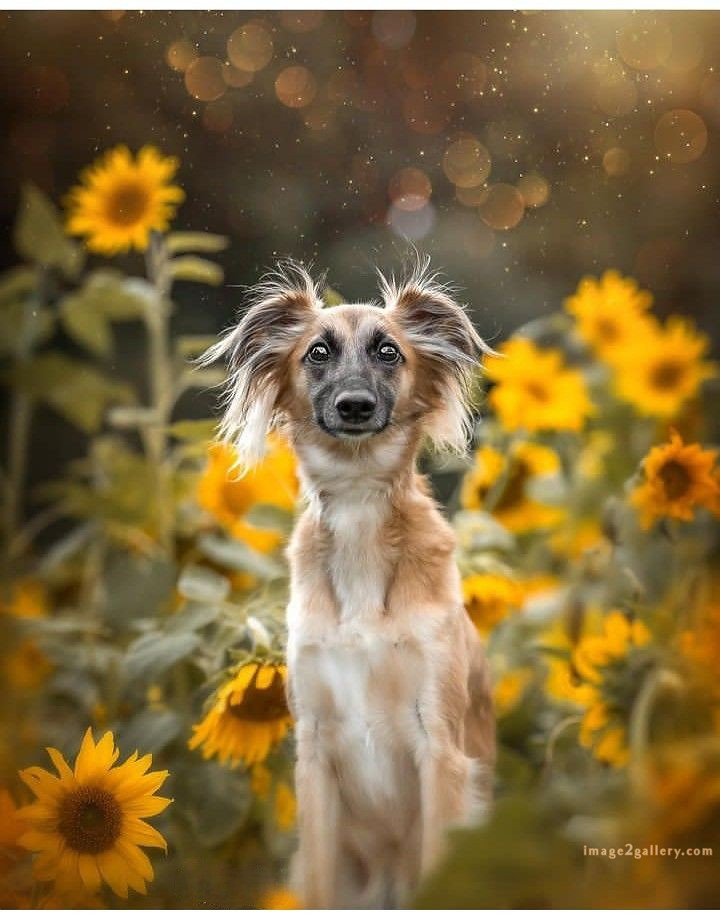 1100+ Dog Images Free Download | Cute Dog Pictures | 111 photo of cute dog -(12)