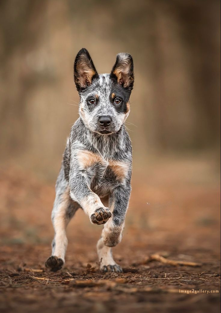 1100+ Dog Images Free Download | Cute Dog Pictures | 46 photo of cute dog -(13)
