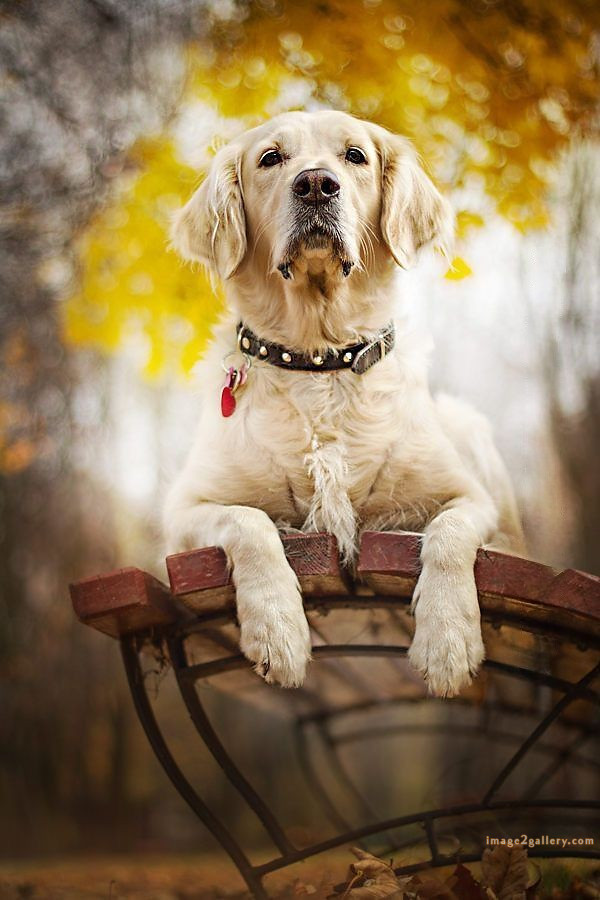 1100+ Dog Images Free Download | Cute Dog Pictures | 51 photo of cute dog -(15)