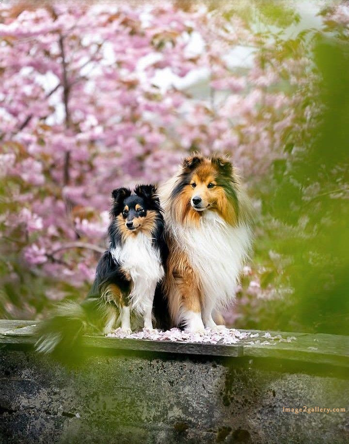 1100+ Dog Images Free Download | Cute Dog Pictures | 192 photo of cute dog -(16)