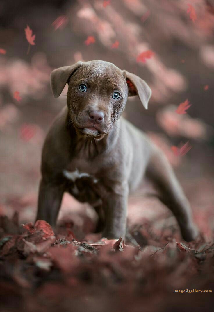 1100+ Dog Images Free Download | Cute Dog Pictures | 193 photo of cute dog -(17)