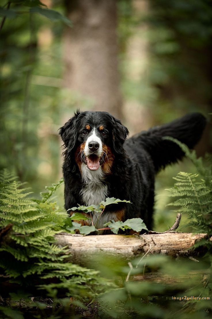 1100+ Dog Images Free Download | Cute Dog Pictures | 194 photo of cute dog -(18)
