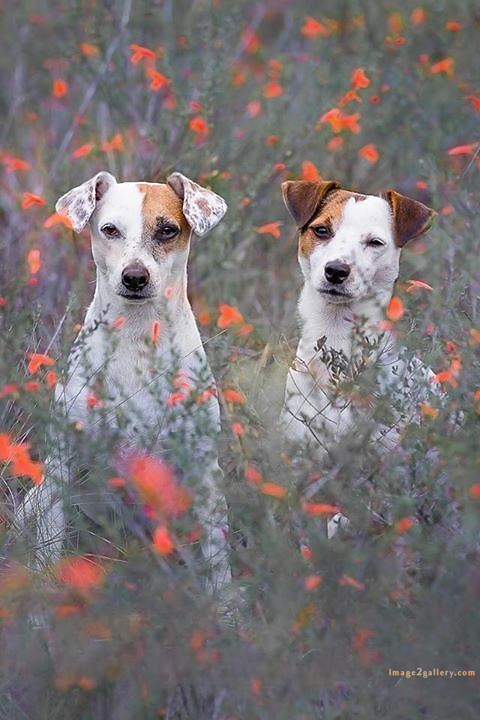 1100+ Dog Images Free Download | Cute Dog Pictures | 41 photo of cute dog -(2)