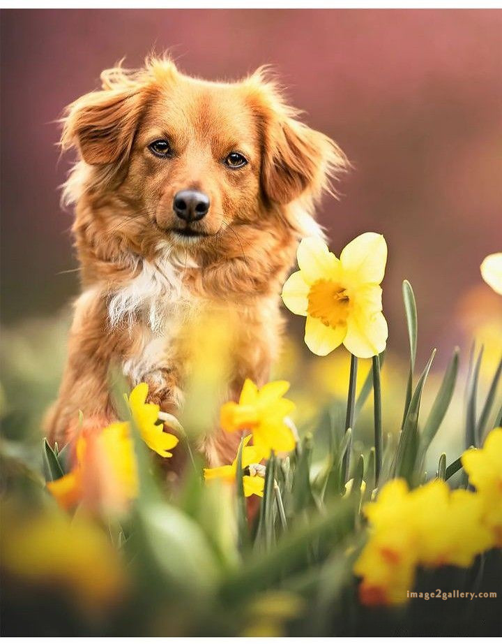 1100+ Dog Images Free Download | Cute Dog Pictures | 48 photo of cute dog -(21)