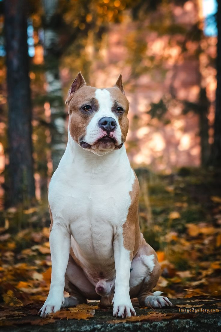 1100+ Dog Images Free Download | Cute Dog Pictures | 42 photo of cute dog -(3)