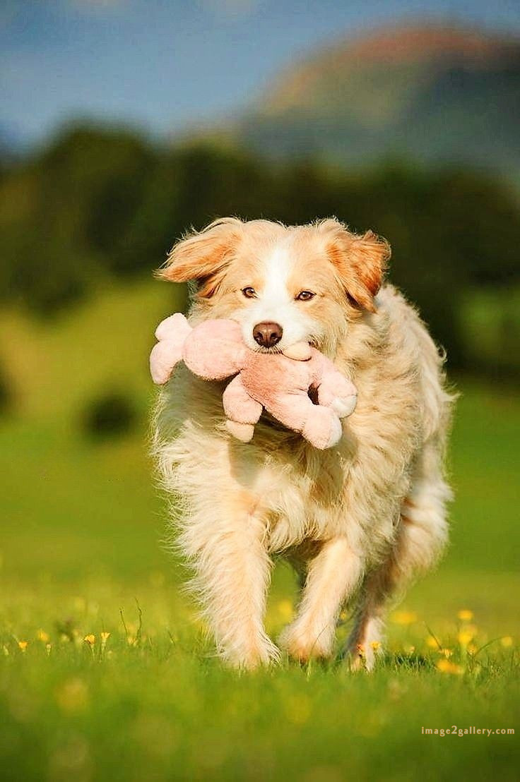 1100+ Dog Images Free Download | Cute Dog Pictures | 191 photo of cute dog -(4)