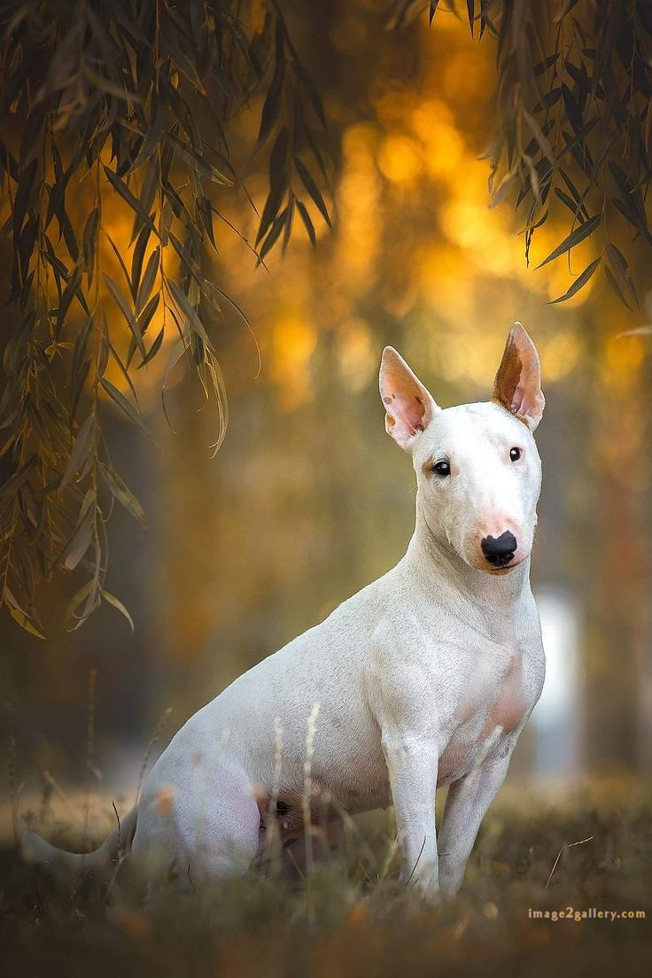 1100+ Dog Images Free Download | Cute Dog Pictures | 107 photo of cute dog -(5)