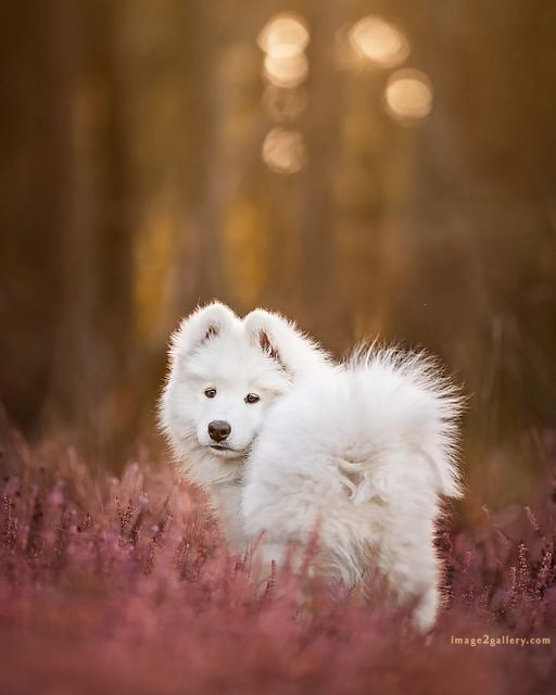 1100+ Dog Images Free Download | Cute Dog Pictures | 109 photo of cute dog -(7)