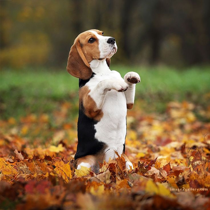1100+ Dog Images Free Download | Cute Dog Pictures | 110 photo of cute dog -(8)