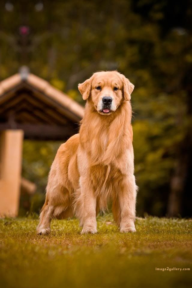 1100+ Dog Images Free Download | Cute Dog Pictures | 47 photo of cute dog -(9)