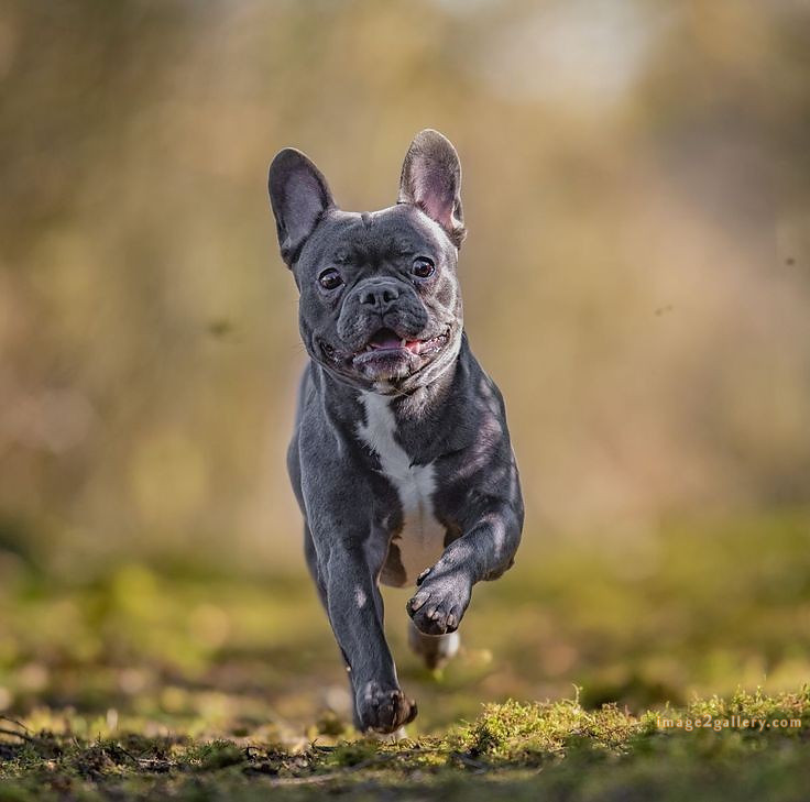 1100+ Dog Images Free Download | Cute Dog Pictures | 56 photos of cute dogs and puppies -