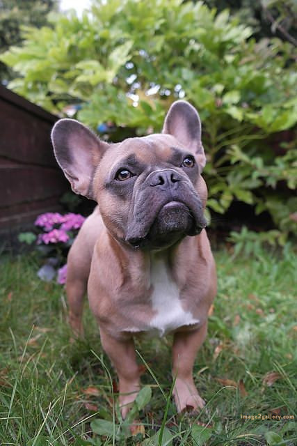 1100+ Dog Images Free Download | Cute Dog Pictures | 54 photos of cute dogs and puppies -(12)