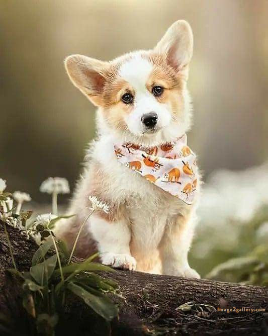 1100+ Dog Images Free Download | Cute Dog Pictures | 203 photos of cute dogs and puppies -(13)