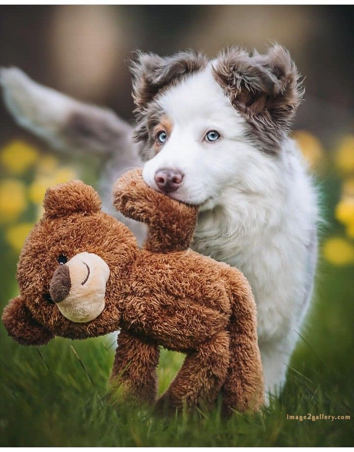 1100+ Dog Images Free Download | Cute Dog Pictures | 202 photos of cute dogs and puppies -(14)