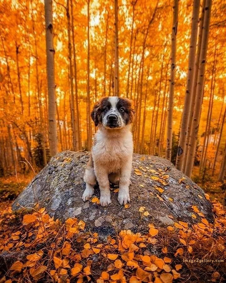 1100+ Dog Images Free Download | Cute Dog Pictures | 207 photos of cute dogs and puppies -(17)