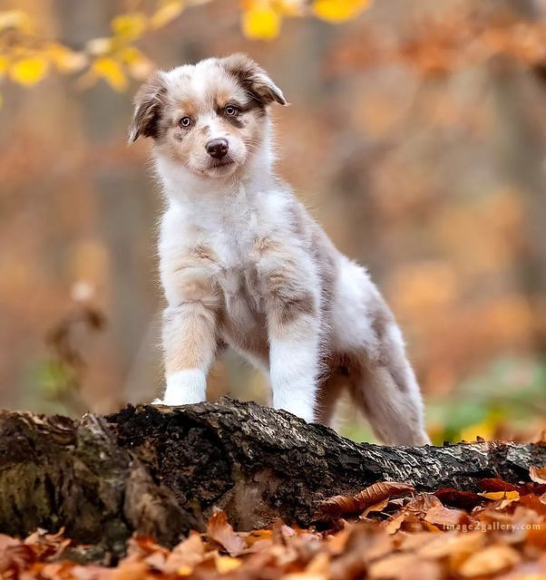 1100+ Dog Images Free Download | Cute Dog Pictures | 55 photos of cute dogs and puppies -(18)