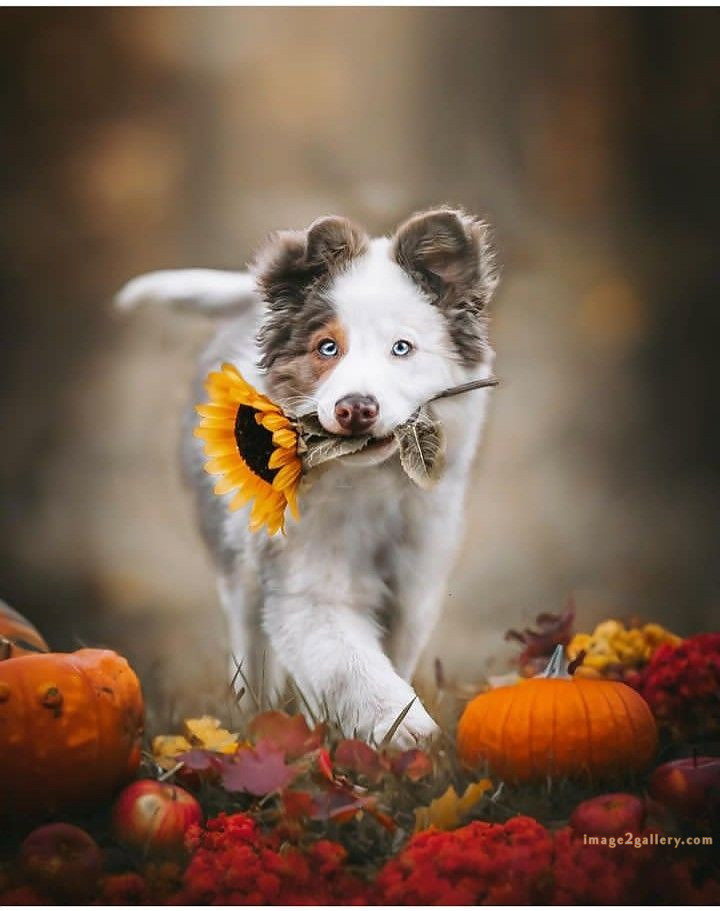 1100+ Dog Images Free Download | Cute Dog Pictures | 116 photos of cute dogs and puppies -(19)
