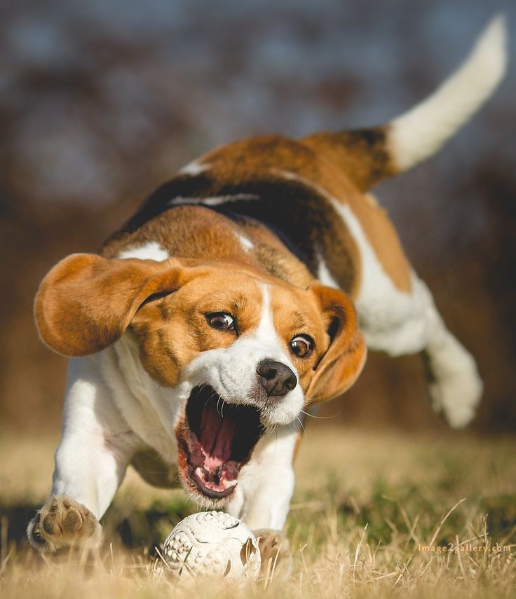 1100+ Dog Images Free Download | Cute Dog Pictures | 196 photos of cute dogs and puppies -(2)