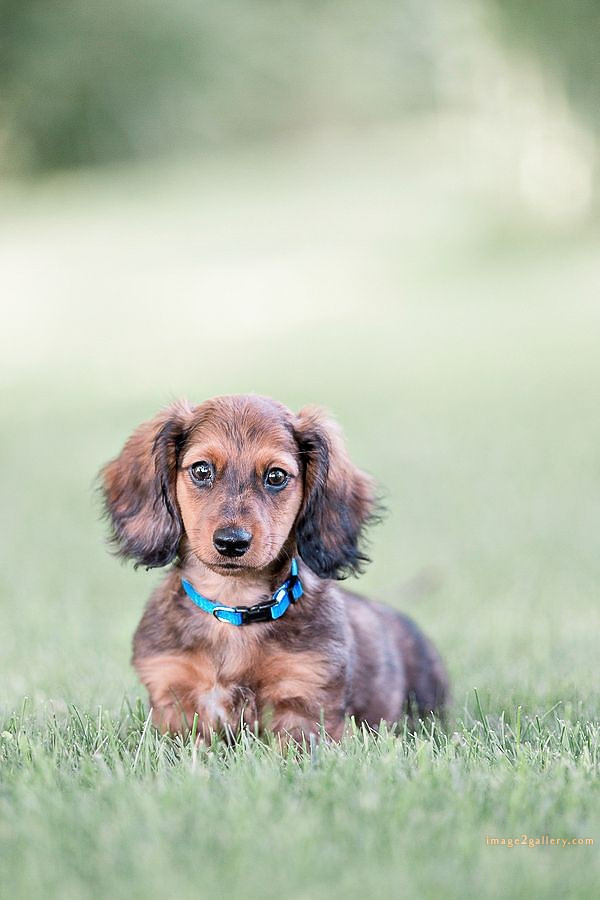 1100+ Dog Images Free Download | Cute Dog Pictures | 199 photos of cute dogs and puppies -(6)
