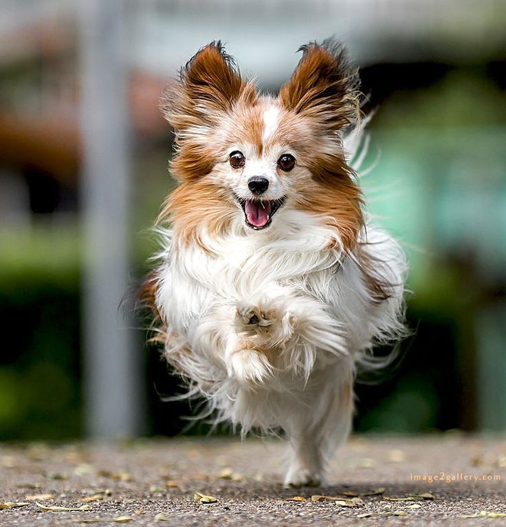 1100+ Dog Images Free Download | Cute Dog Pictures | 52 photos of cute dogs and puppies -(9)