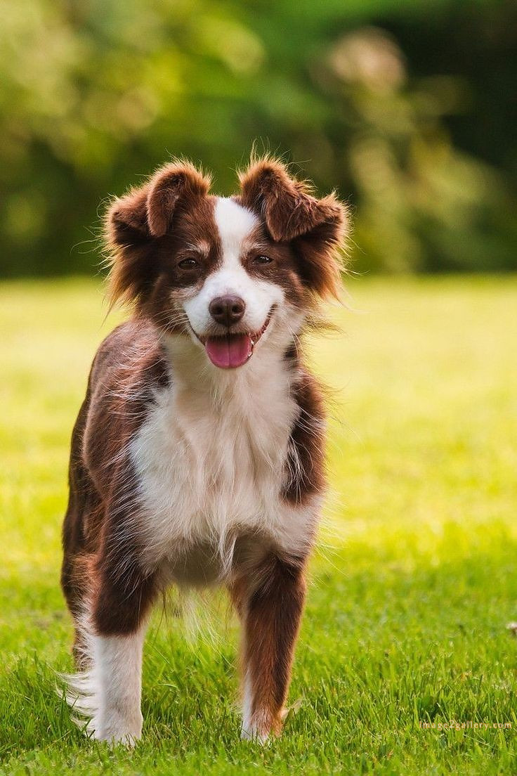 1100+ Dog Images Free Download | Cute Dog Pictures | 206 pictures of cute dogs -(1)