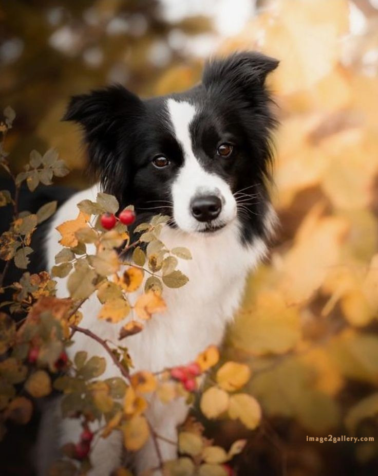1100+ Dog Images Free Download | Cute Dog Pictures | 120 pictures of cute dogs -(10)
