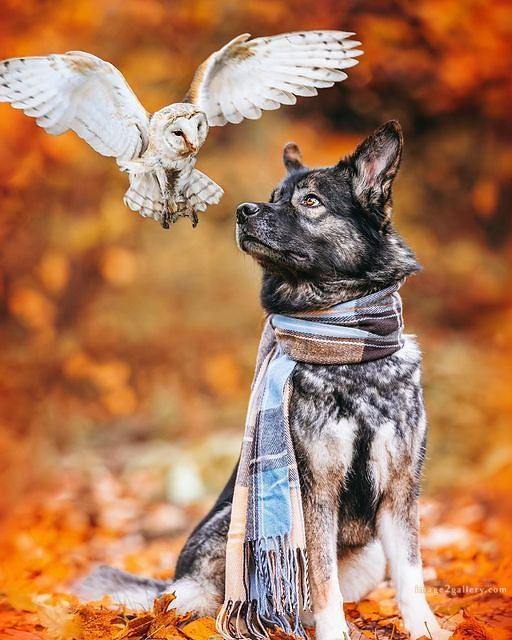 1100+ Dog Images Free Download | Cute Dog Pictures | 121 pictures of cute dogs -(11)