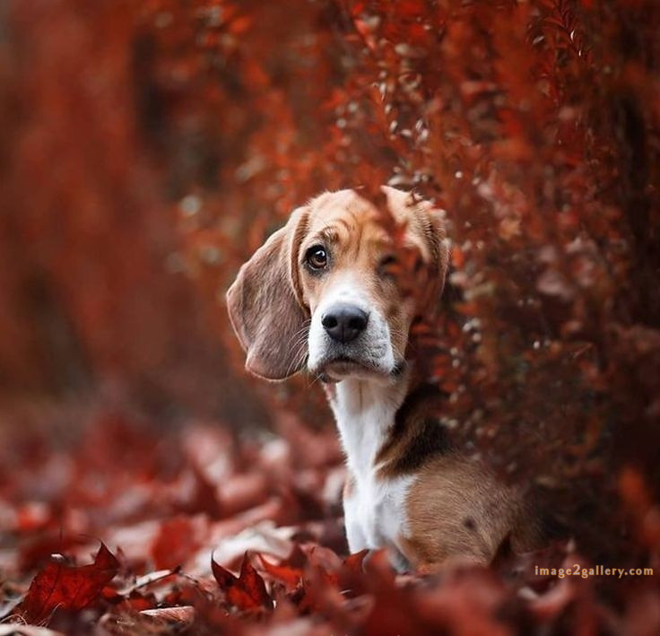 1100+ Dog Images Free Download | Cute Dog Pictures | 213 pictures of cute dogs -(12)
