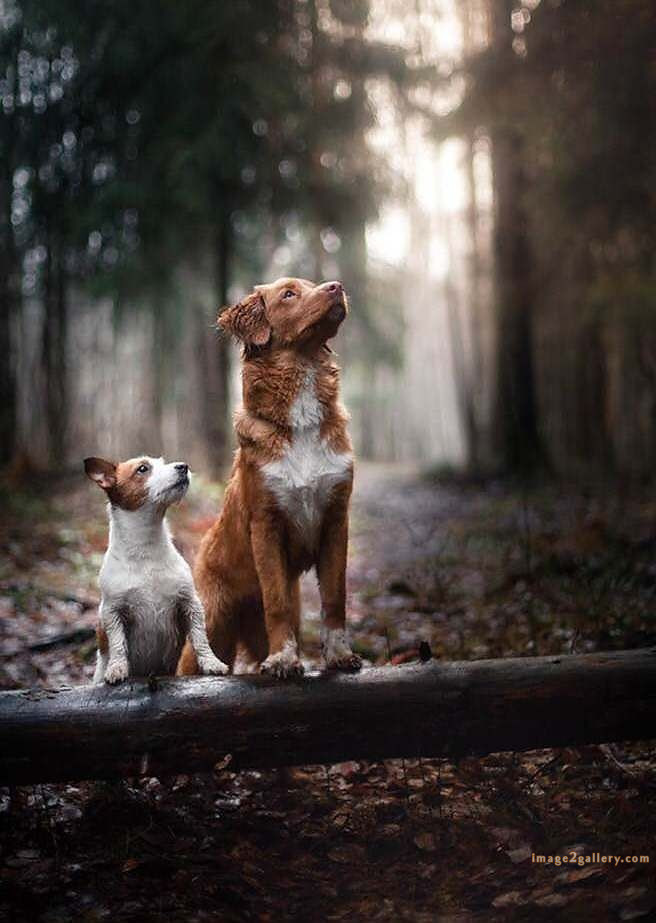 1100+ Dog Images Free Download | Cute Dog Pictures | 122 pictures of cute dogs -(13)