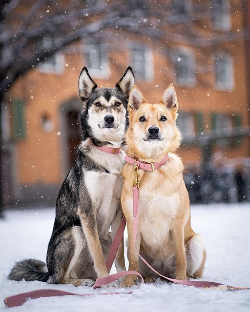 1100+ Dog Images Free Download | Cute Dog Pictures | 60 pictures of cute dogs -(14)
