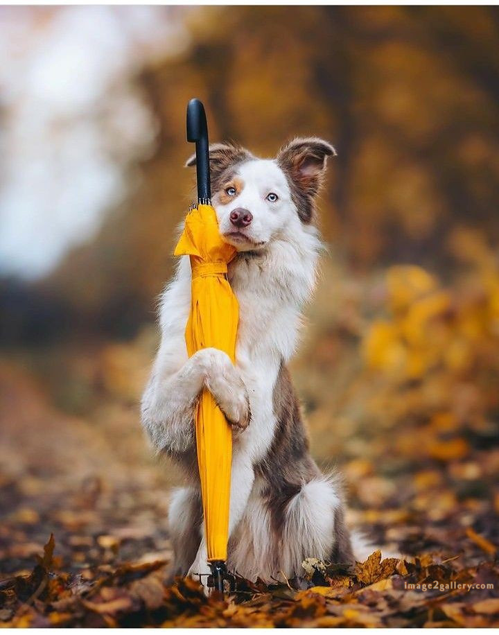 1100+ Dog Images Free Download | Cute Dog Pictures | 59 pictures of cute dogs -(16)