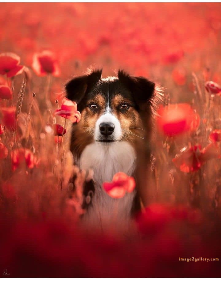 1100+ Dog Images Free Download | Cute Dog Pictures | 215 pictures of cute dogs -(17)