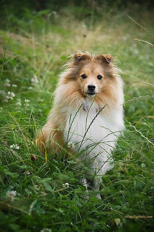 1100+ Dog Images Free Download | Cute Dog Pictures | 216 pictures of cute dogs -(18)