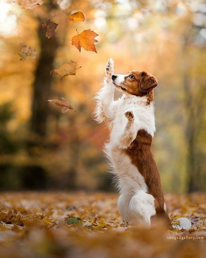 1100+ Dog Images Free Download | Cute Dog Pictures | 58 pictures of cute dogs -(20)