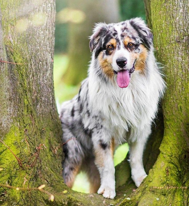 1100+ Dog Images Free Download | Cute Dog Pictures | 117 pictures of cute dogs -(4)