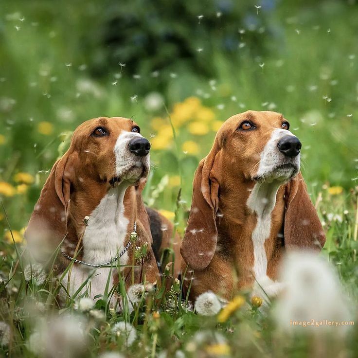 1100+ Dog Images Free Download | Cute Dog Pictures | 210 pictures of cute dogs -(6)