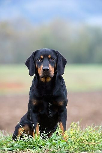 1100+ Dog Images Free Download | Cute Dog Pictures | 212 pictures of cute dogs -(7)