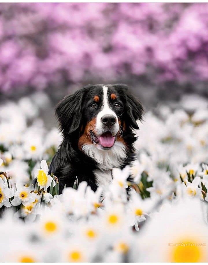 1100+ Dog Images Free Download | Cute Dog Pictures | 119 pictures of cute dogs -(8)