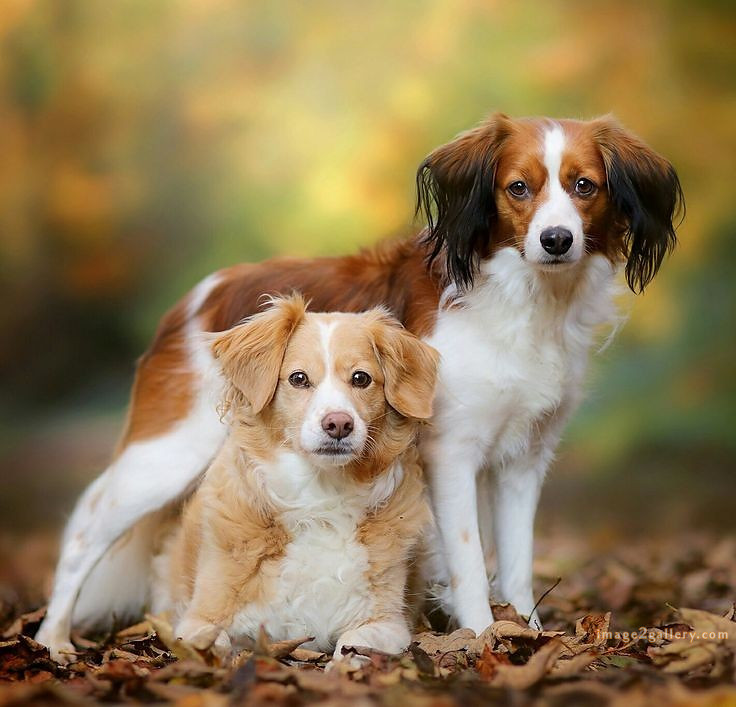 1100+ Dog Images Free Download | Cute Dog Pictures | 211 pictures of cute dogs -(9)