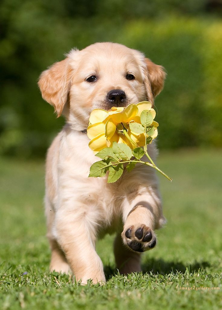 1100+ Dog Images Free Download | Cute Dog Pictures | 68 pictures of cute dogs and puppies -