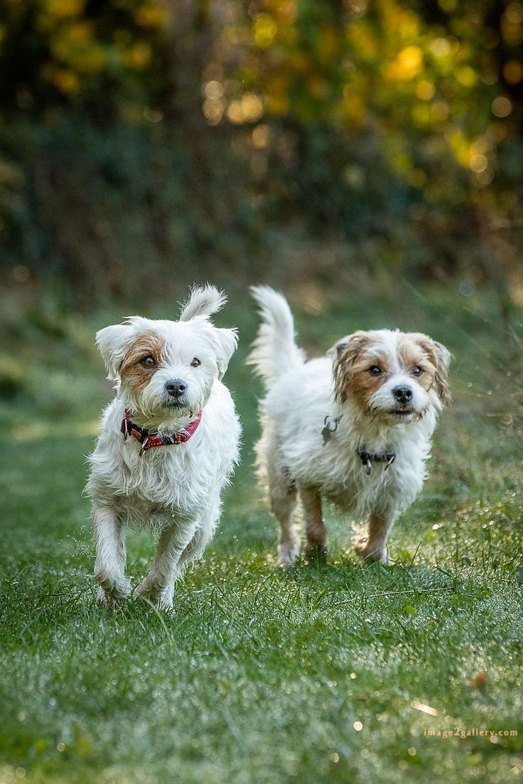1100+ Dog Images Free Download | Cute Dog Pictures | 220 pictures of cute dogs and puppies -(1)