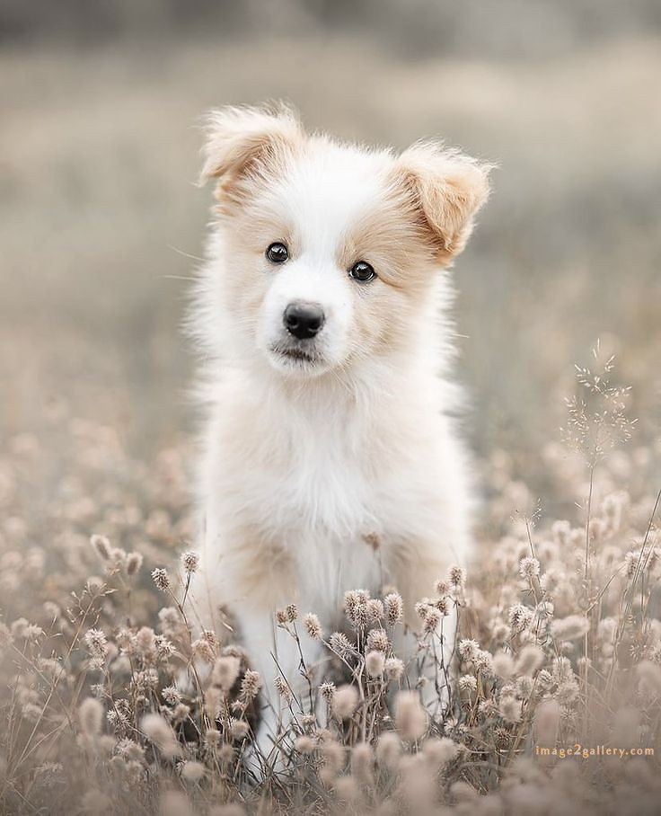 1100+ Dog Images Free Download | Cute Dog Pictures | 223 pictures of cute dogs and puppies -(10)