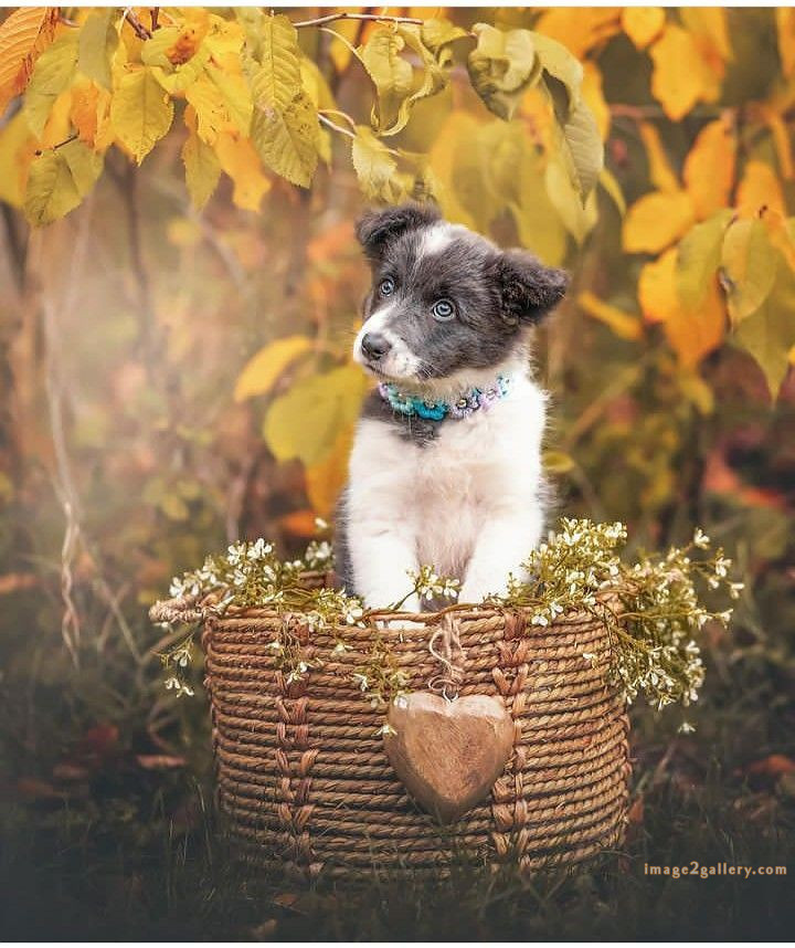1100+ Dog Images Free Download | Cute Dog Pictures | 62 pictures of cute dogs and puppies -(12)