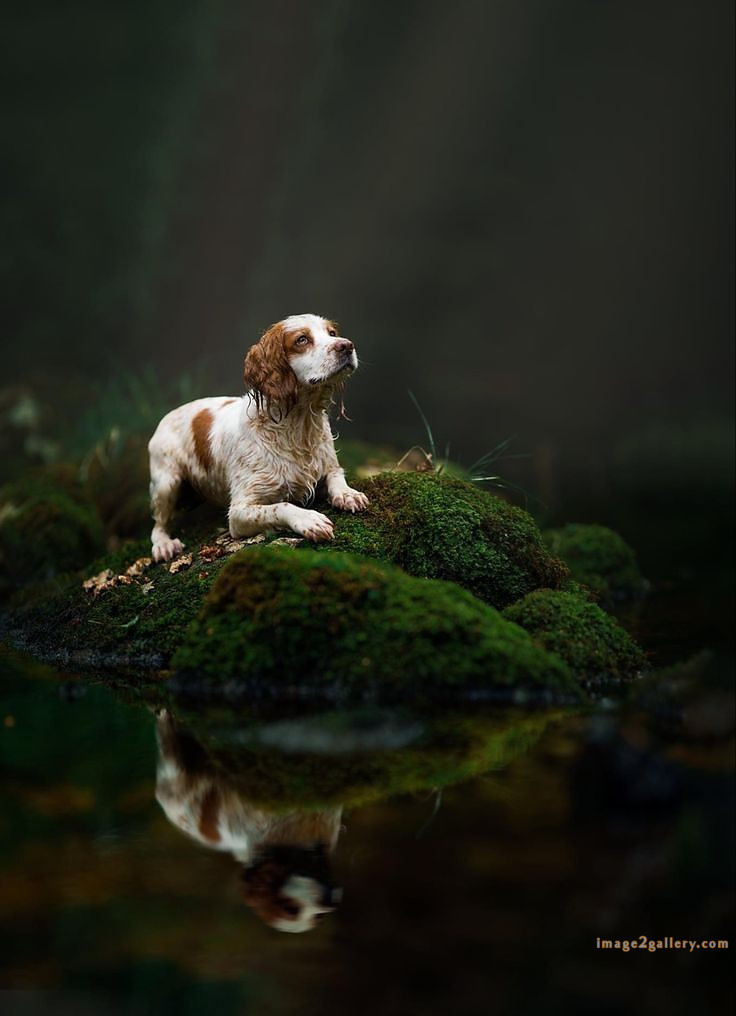1100+ Dog Images Free Download | Cute Dog Pictures | 124 pictures of cute dogs and puppies -(13)