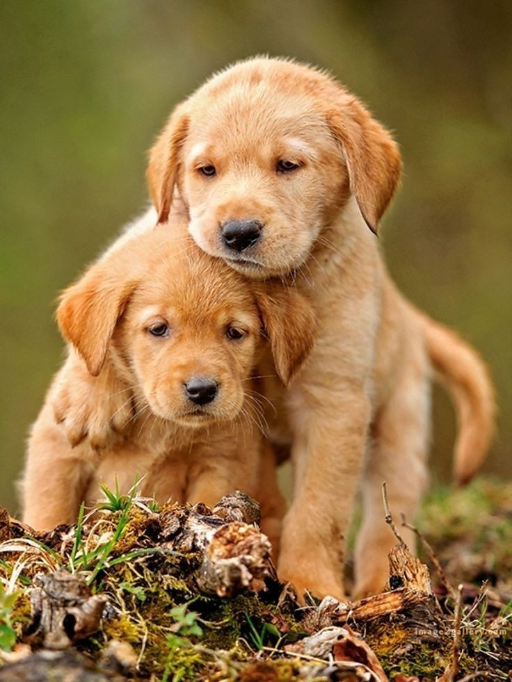 1100+ Dog Images Free Download | Cute Dog Pictures | 125 pictures of cute dogs and puppies -(18)