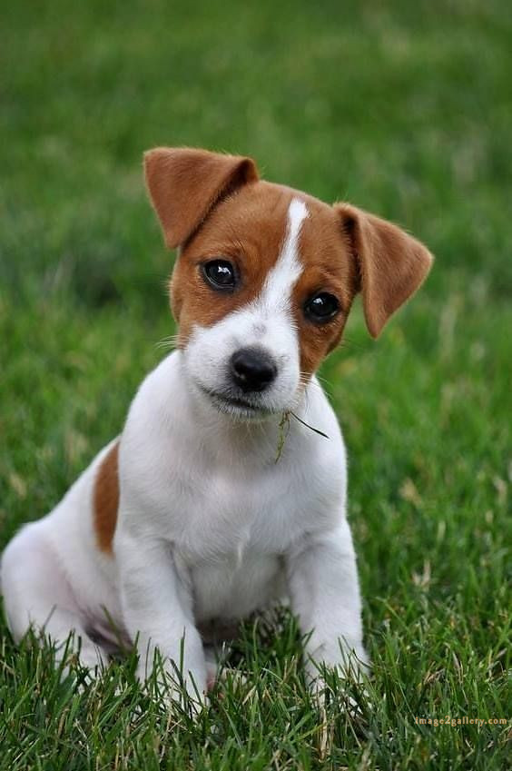 1100+ Dog Images Free Download | Cute Dog Pictures | 221 pictures of cute dogs and puppies -(2)